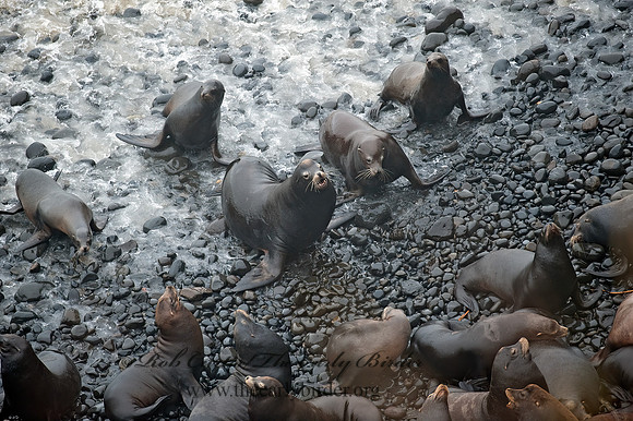 Zalophus californianus  CALIFORNIA SEA LION 8019700z