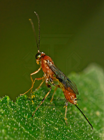 Cremastinae ICHNEUMON WASP 9063685z