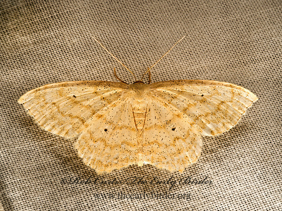 Scopula limboundata  LARGE LACE-BORDER 9050363z