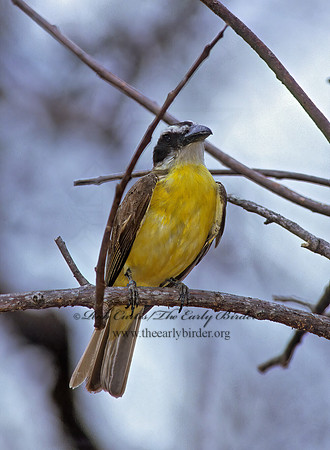 Megarhynchus pitangua  BOAT-BILLED FLYCATCHER 205237z