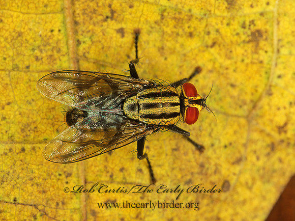 Sarcophagidae  FLESH FLY 194425z