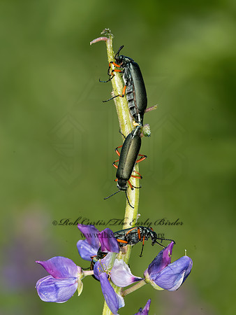 Lytta sayi  GREEN BLISTER BEETLE 9032748z