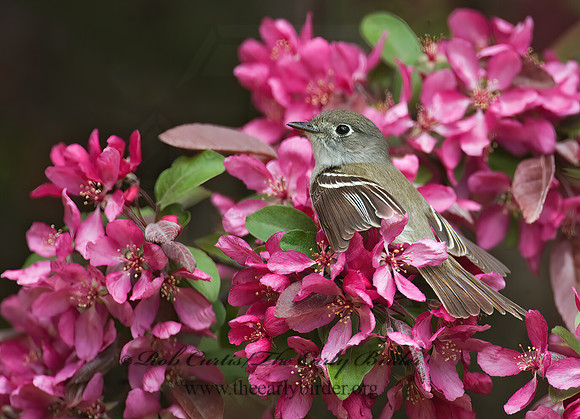 Empidonax minimus  LEAST FLYCATCHER 8003627z