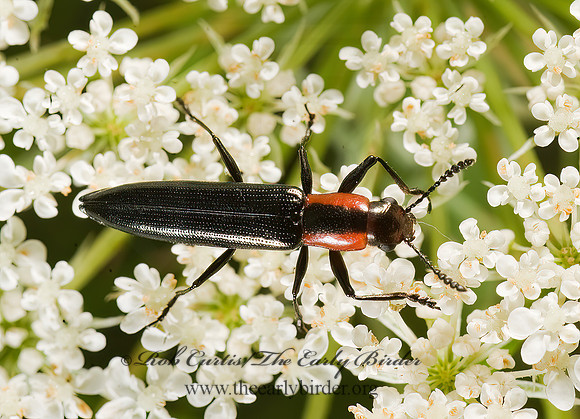 Acropteroxys gracilis  SLENDER LIZARD BEETLE 8007210z