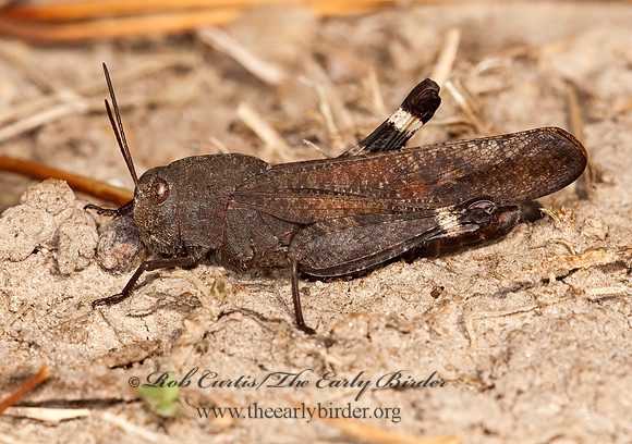 Arphia xanthoptera AUTUMN YELLOW-WINGED GRASSHOPPER 3010322z