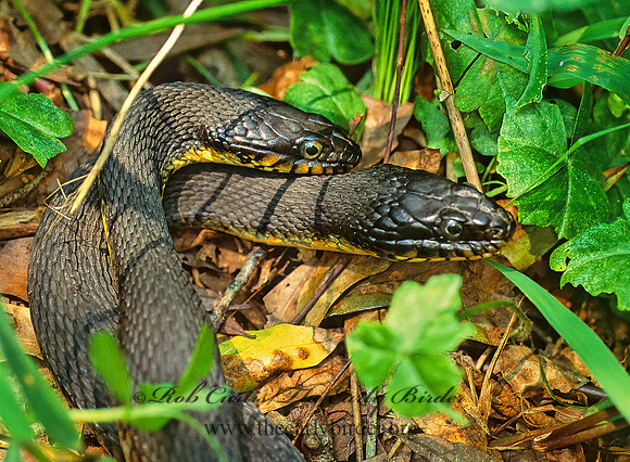 Nerodia erythrogaster flavigaster  YELLOW-BELLIED WATER SNAKE 166910z