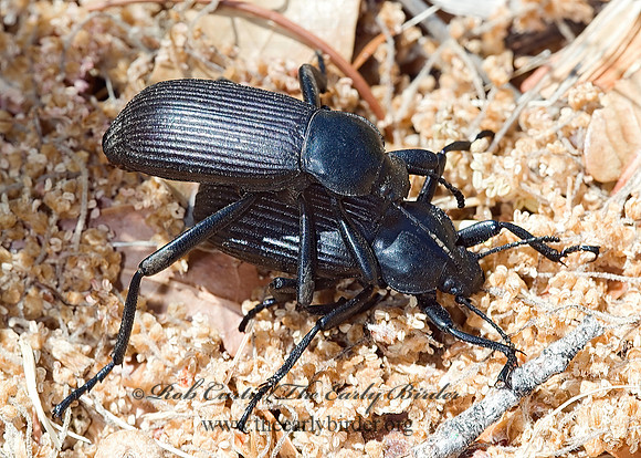 Eleodes obscurus 6026325z
