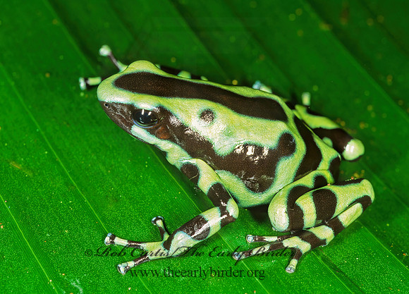 Dendrobates auratus  GREEN AND BLACK POISON-DART FROG  194605 z
