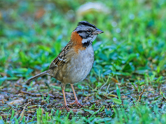 Zonotrichia capensis  RUFOUS-COLLARED SPARROW 199302z