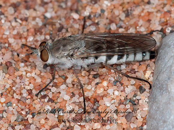 Pandivirilia albifrons  THEREVID FLY 3014320z