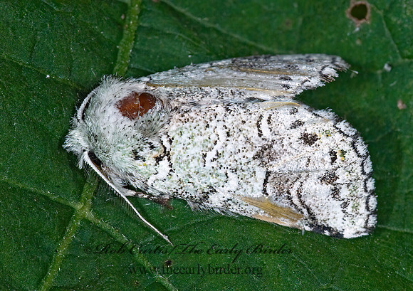 Litodonta hydromeli  HETROCAMPINAE PROMINENT MOTH 7005534z
