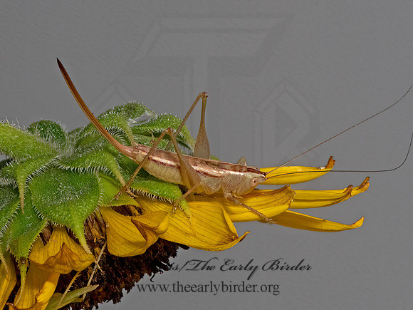 Conocephalus saltans  PRAIRIE MEADOW KATYDID 3023246z