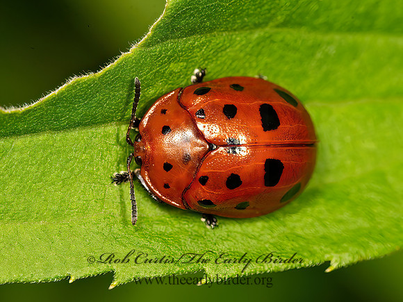 Chelymorpha cassidea  ARGUS TORTOISE BEETLE 9047482z