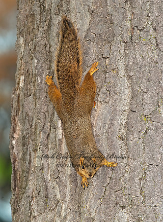 Sciurus niger  FOX SQUIRREL 8021908z