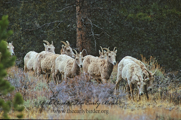 Ovis canadensis  BIGHORN SHEEP 102336z