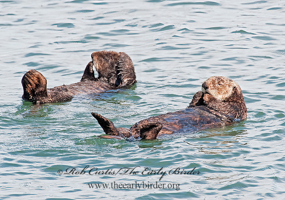 Enhydra lutris nereis  SOUTHERN SEA OTTER 8020363 z