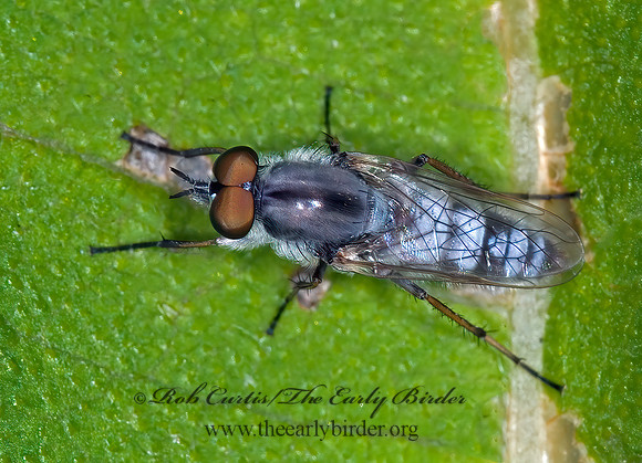 Ozodiceromyia argentata  STILETTO FLY 6006963z