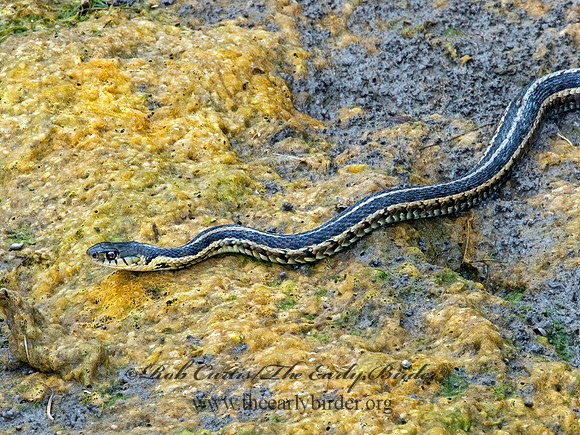 Thamnophis radix  PLAINS GARTER SNAKE 3003322 z