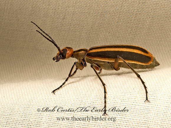 Epicauta vittata  STRIPED BLISTER BEETLE 9048261z