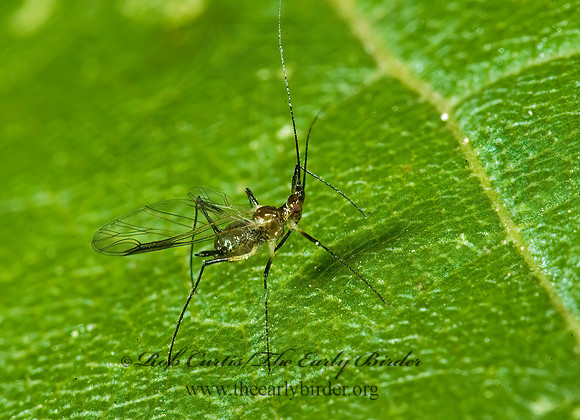 Macrosiphoniella~ 5013692z