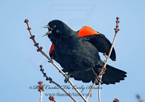 Agelaius phoeniceus  RED-WINGED BLACKBIRD 7001011z