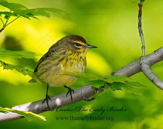 Setophaga palmarum  PALM WARBLER 9001141z