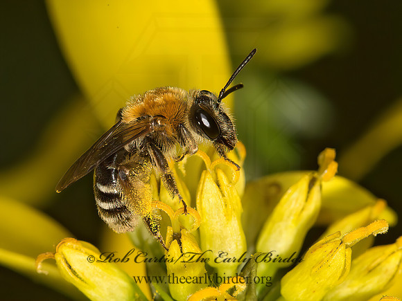 Andrena (Callandrena)  MINING BEE 9041191z