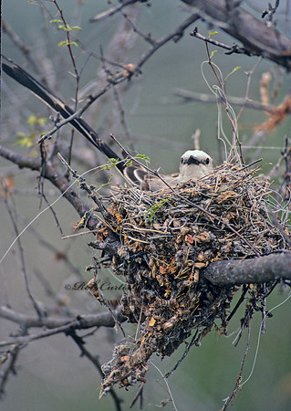 Tyrannus forficatus SCISSOR-TAILED FLYCATCHER 54617z