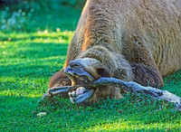 Camelus bactriaus  BACTRIAN CAMEL 1276826z