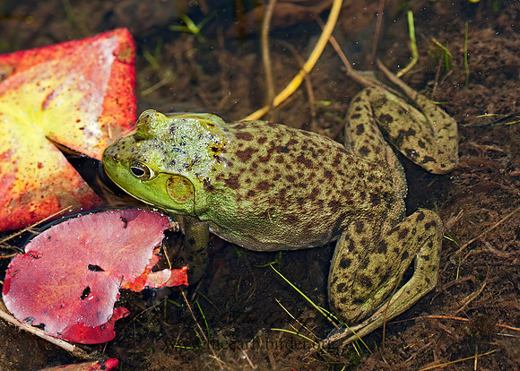 Lithobates catesbeianus  AMERICAN BULLFROG 8034456 z