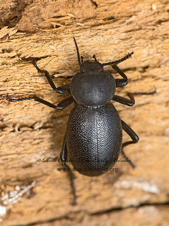 Eleodes (Discogenia) scabriculus  DESERT STINK BEETLE 9058294z
