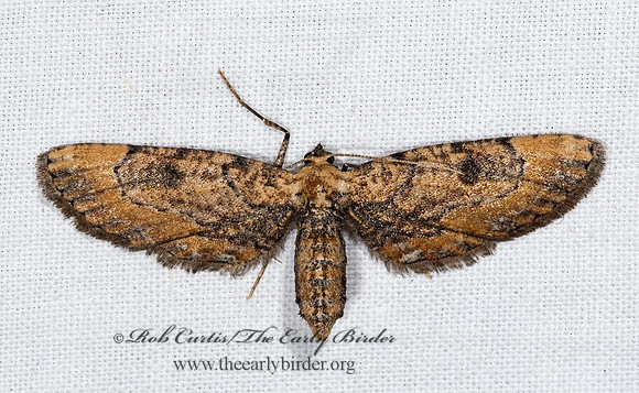 Tornos BOARMIINI GEOMETRID MOTH 6024870z