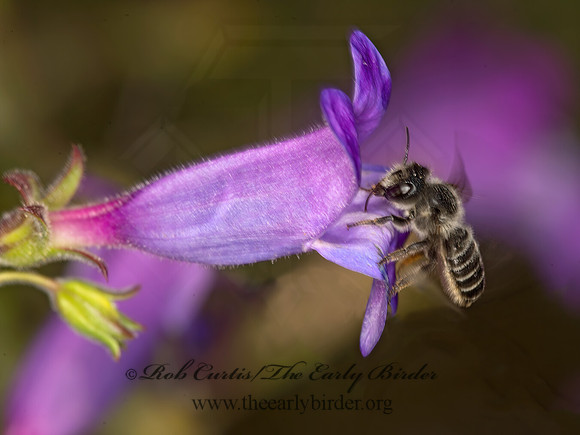 Megachile 9058521z