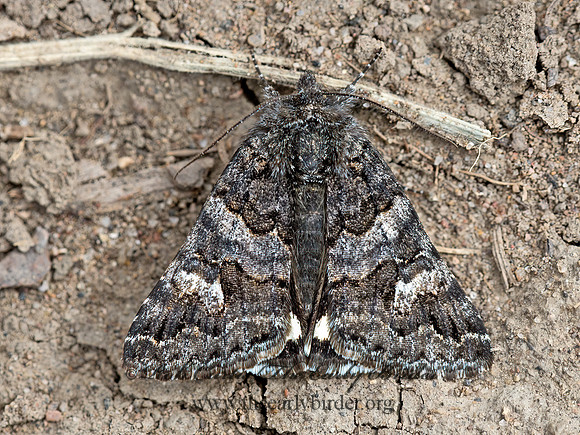 Litocala sexsignata  LITOCALA MOTH 9054773z