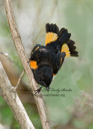 Setophaga ruticilla  AMERICAN REDSTART 9022093z