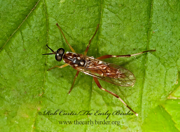 Xylomya pallidifemur  XYLOMYID FLY 3003053z