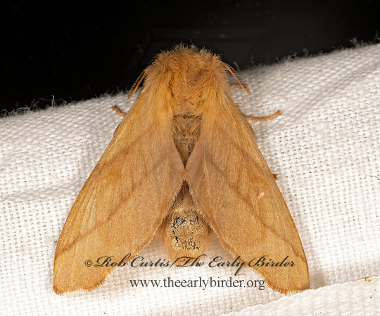 Malacosoma disstria  FOREST TENT CATERPILLAR 3035363z