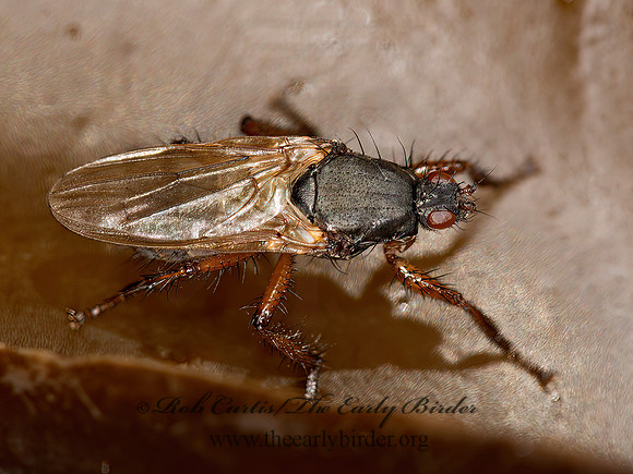 Coelopa frigida  KELP FLY 9032418z