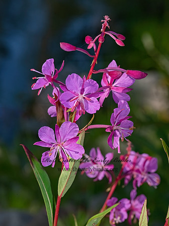 Epilobium angustifolium  FIREWEED 3024171z