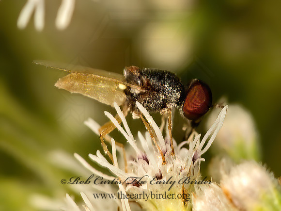 Hedriodiscus  SOLDIER FLY 9050997z
