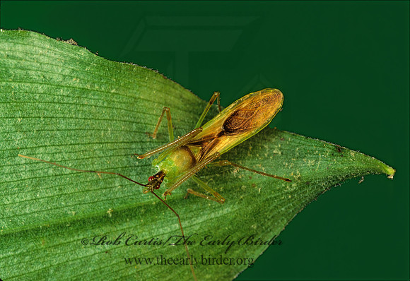 Zelus luridus 172513z