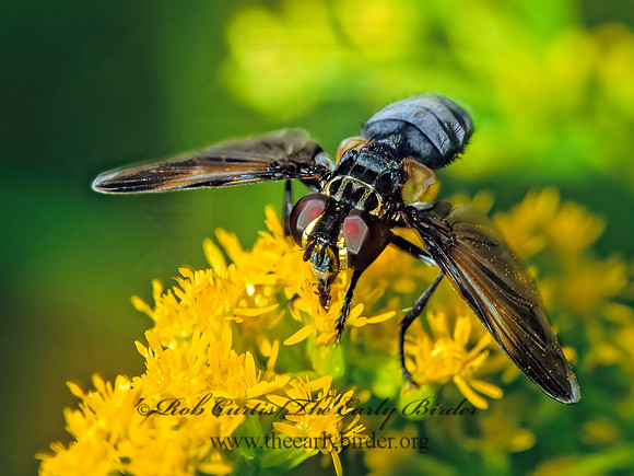 Trichopoda,Galactomyia  PHASIINAE TACHINID FLY 302826z