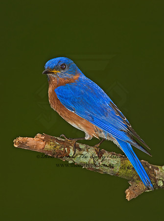 Sialia sialis  EASTERN BLUEBIRD 6003670z