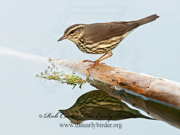 Parkesia noveboracensis  NORTHERN WATERTHRUSH 3007662z