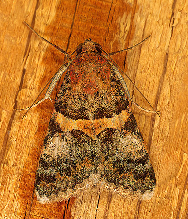 Forsebia cinis  FORSEBIA MOTH 94513-1 z