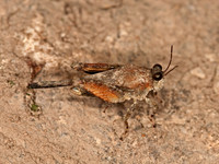 Paratettix cucullatus HOODED GROUSE LOCUST 3016324z