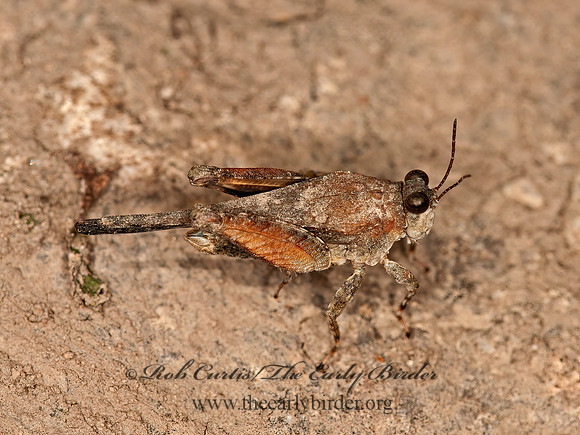 Paratettix cucullatus  HOODED GROUSE LOCUST 3016324z