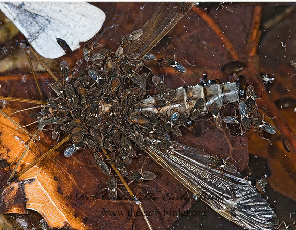 Microvelia signata  SMALLER WATER STRIDER 6026001z