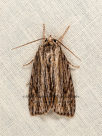 Acronicta lithospila  STREAKED DAGGER 9048790z