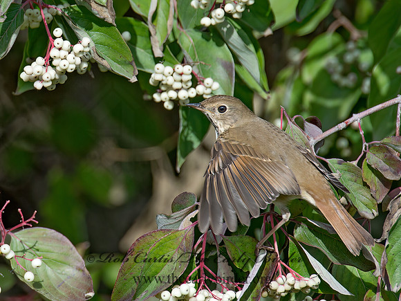 Catharus guttatus  HERMIT THRUSH 9015557z